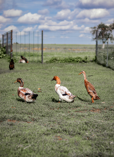 ducks on farm
